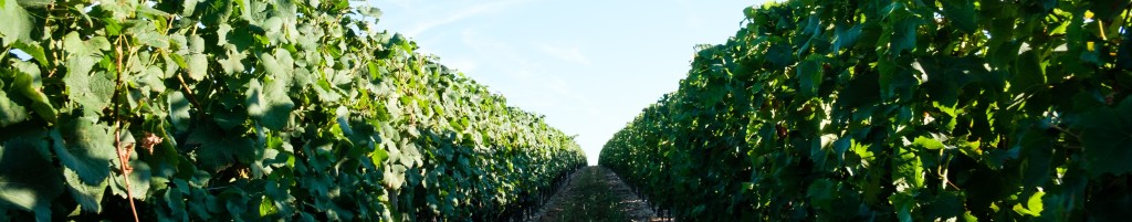 Vignes-Fontenay-3366