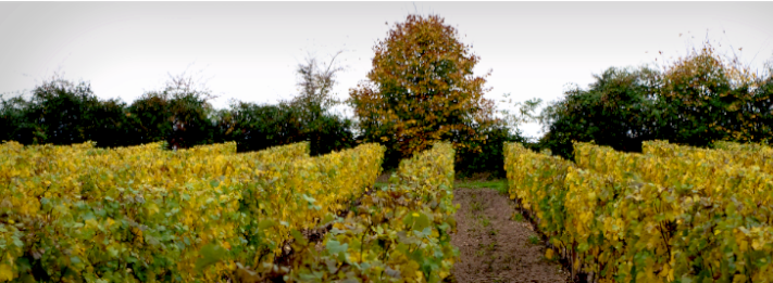 chateau-fontenay-loire-vin-terroir-vignes_1